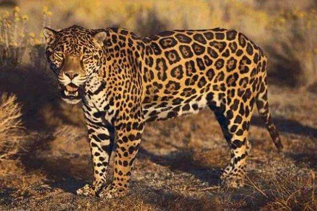 美洲豹科普——新大陆上的狂野生灵