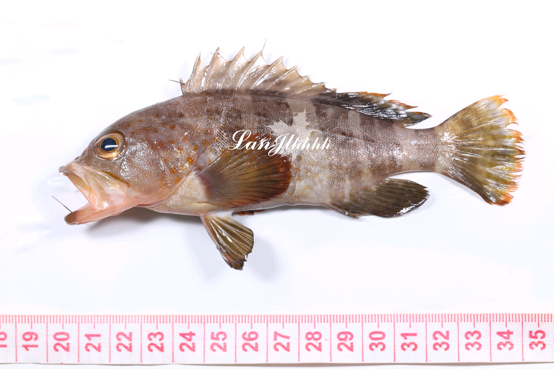 p1:青石斑魚/擬青石斑魚(epinephelus sp.