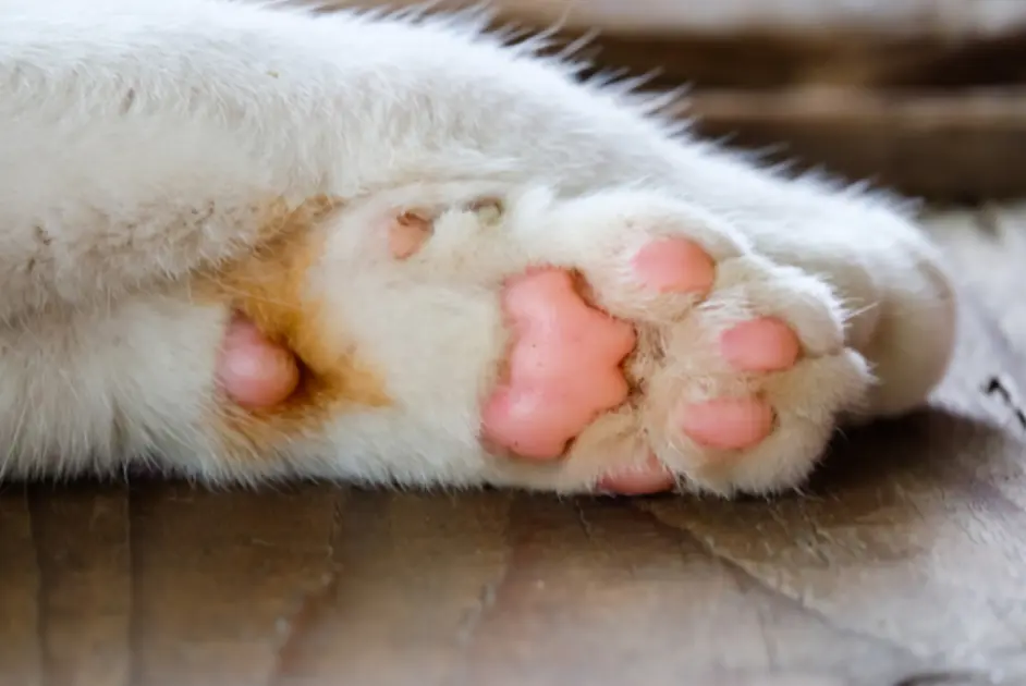 猫肉球不仅可爱 还有5个有用的功能 你知道肉球各部位叫啥吗 哔哩哔哩