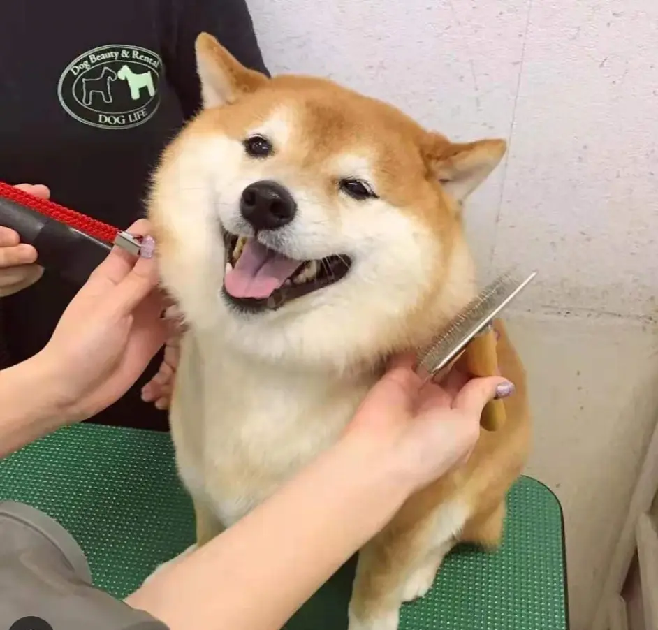 买柴犬怎么挑 怎么分别品相好坏 哔哩哔哩