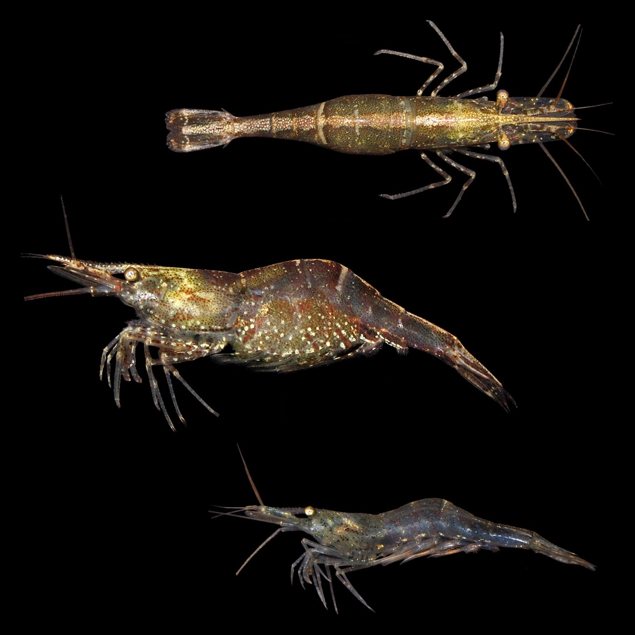 【旧闻新探】俄国远东一黑壳虾整理