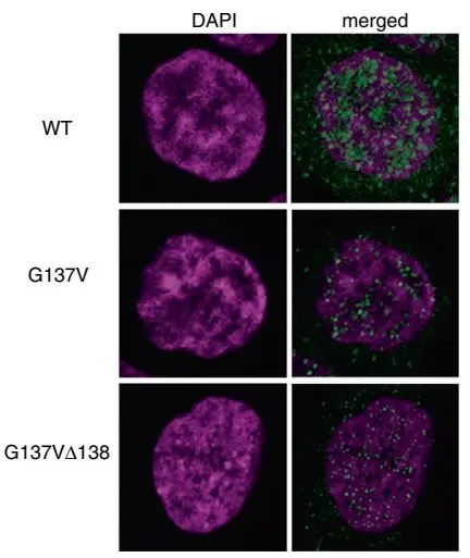 Hct116细胞与crispr Cas9结合 结直肠癌治疗研究的绝佳拍档 源井生物 哔哩哔哩