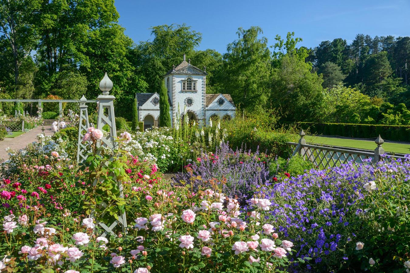 虹越月季奥斯汀月季玫瑰清晰海量美图告诉你咋么种都漂亮