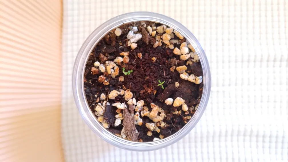 包罗种子后缀c是什么意思啊的词条（包罗种子后缀c是什么意思啊的词条有哪些）