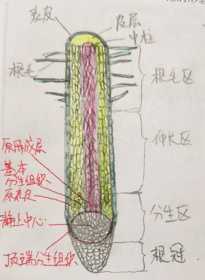 被子植物营养器官的形态结构与发育 - 哔哩哔哩