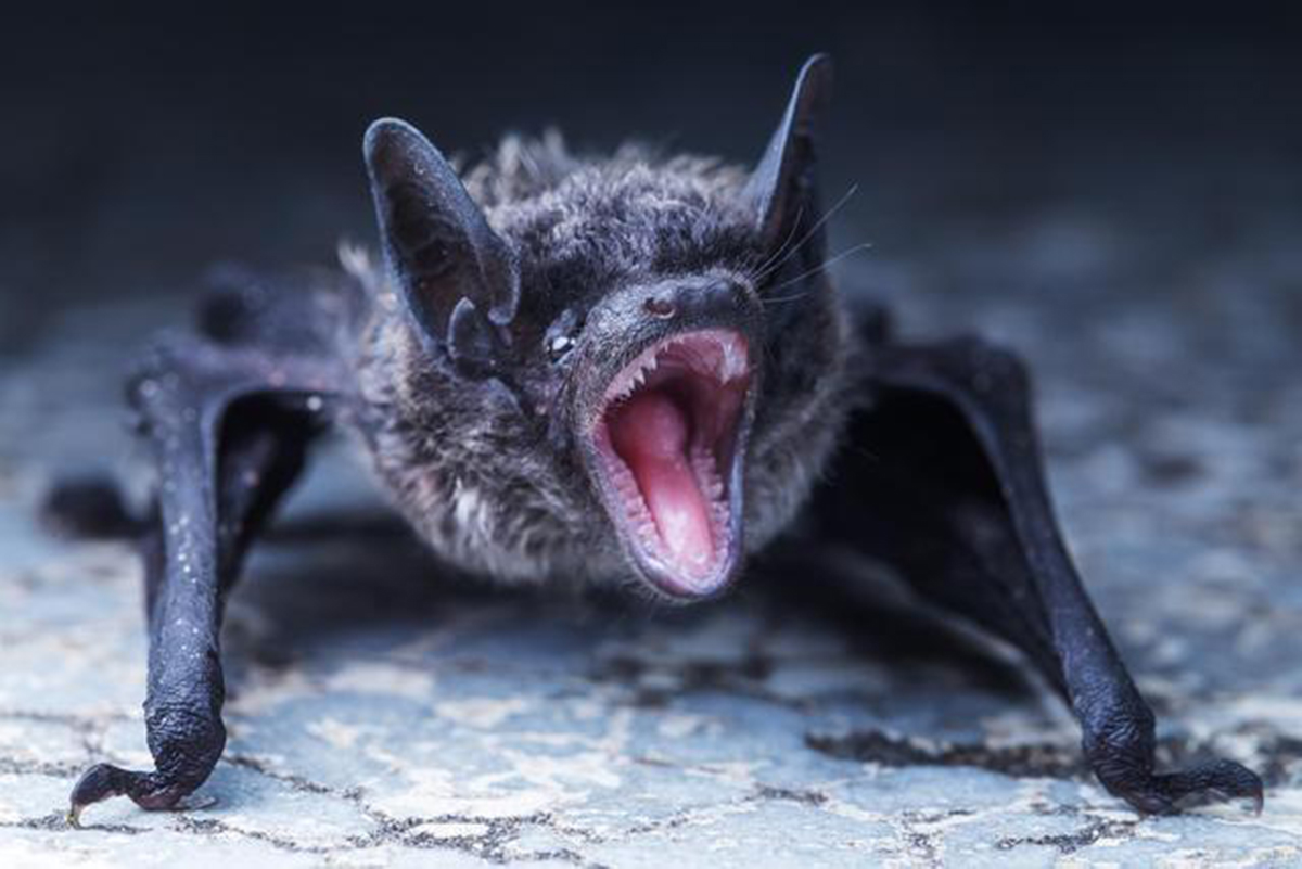 自然界中的吸血鬼:吸血蝠、水蛭不足为奇,蚊子致死数量排名首位 哔哩哔哩