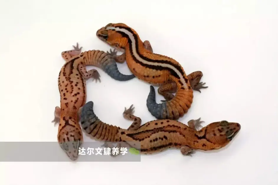 今年该它大火吗 最大的不幸就是和豹纹守宫生活在同一时代 肥尾守宫 哔哩哔哩