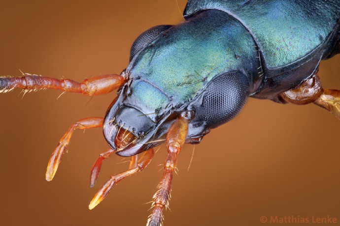 鞘翅目的眼睛(单眼退化)