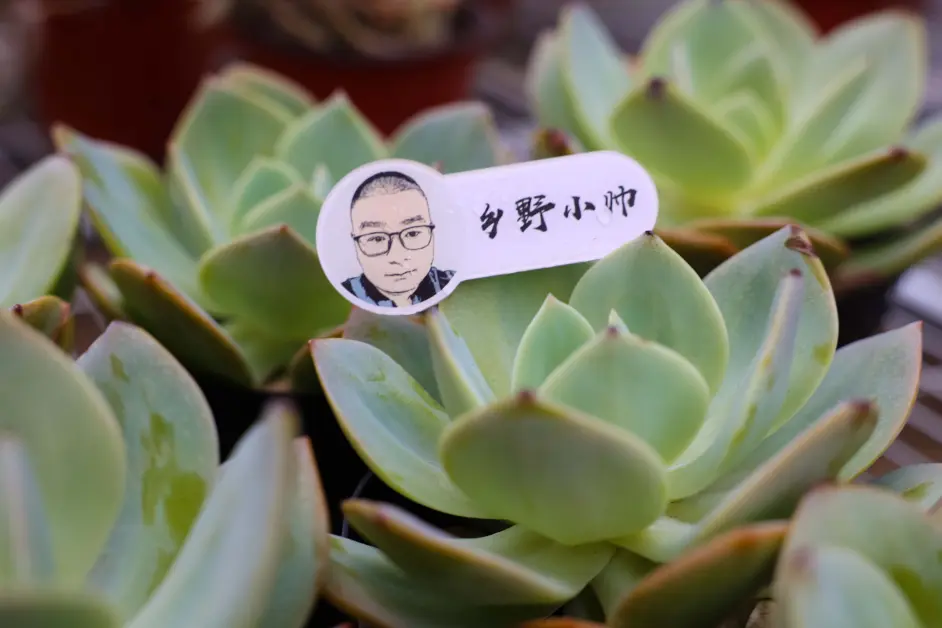 这种粉嫩嫩的多肉 养好了爆侧芽 就是如此神奇 哔哩哔哩