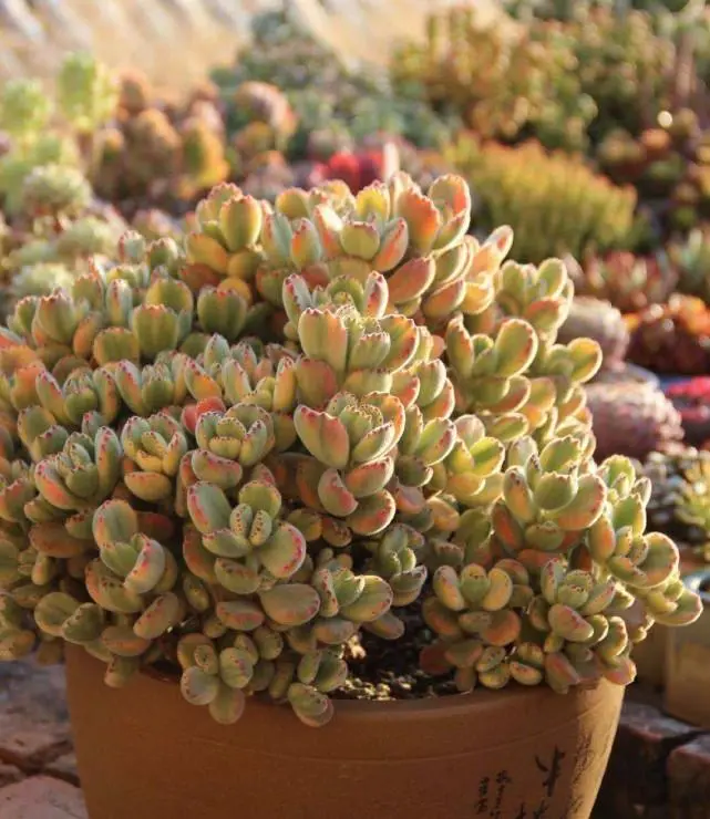 多肉植物花盆到底该怎么选 看完它还不会的话把盆寄给我 哔哩哔哩