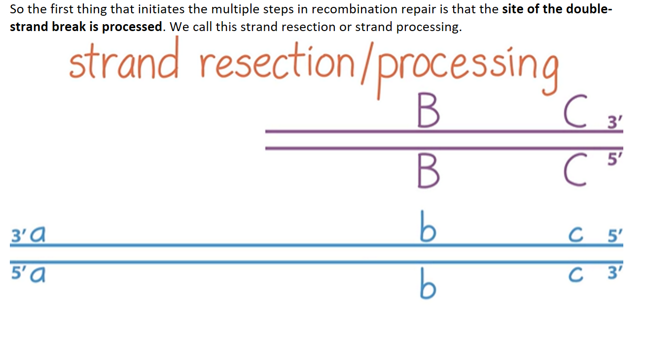 MIT 分子生物学 Part1 16.2 The Steps Of Homologous Recombination - 哔哩哔哩