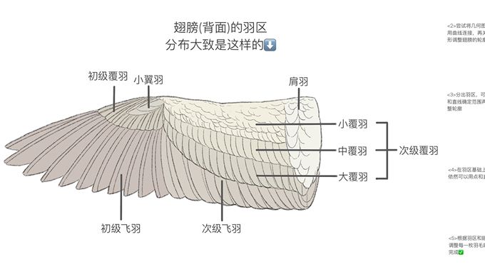 【绘画教程】鸟翼/翅膀的结构与绘制教程(动物教程) - 哔哩哔哩