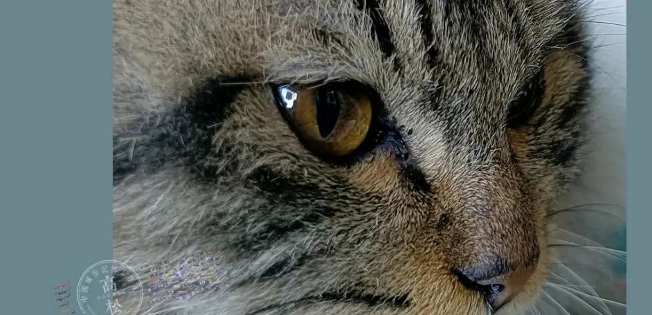 猫格catality 摇滚猫笔记二作者 高松 哔哩哔哩