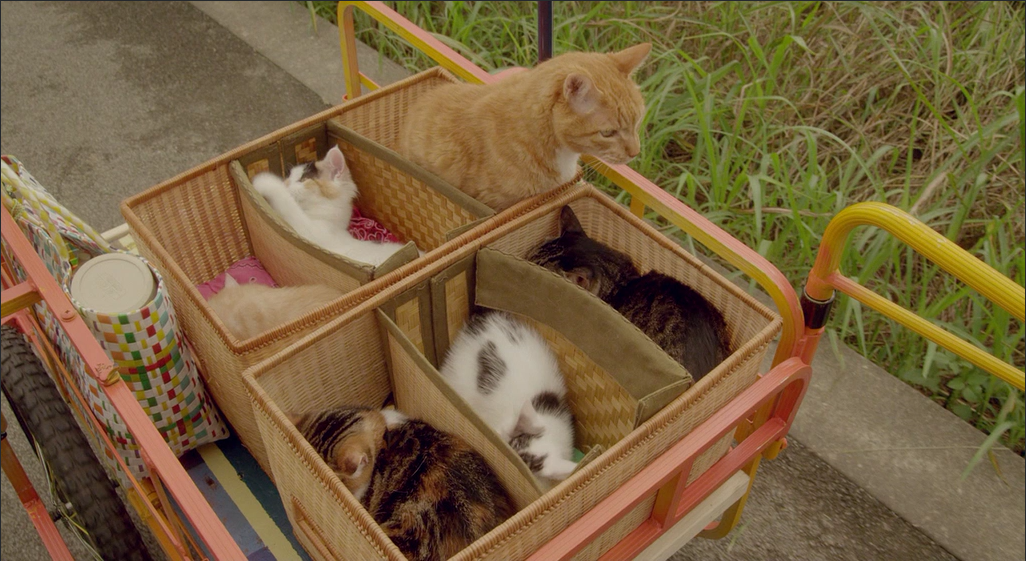 观影|《吉猫出租》:夏天果然还是要看日本治愈猫片