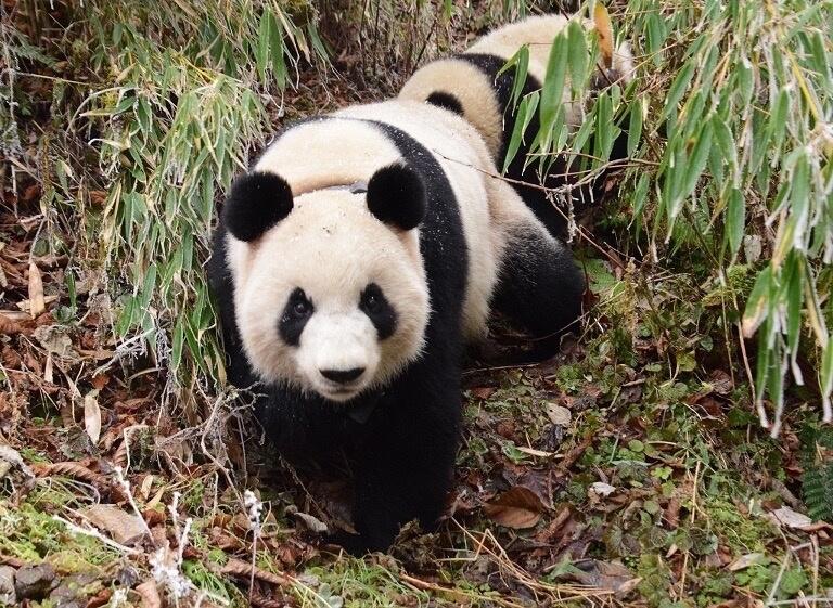 史上首次!圈养大熊猫将在成都放归 这个"琴心"妹儿野得很