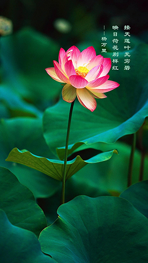 手机屏保 作者不详