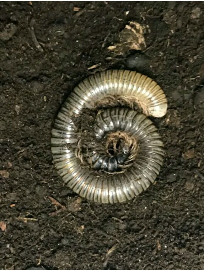 马陆的饲养 2014~2018