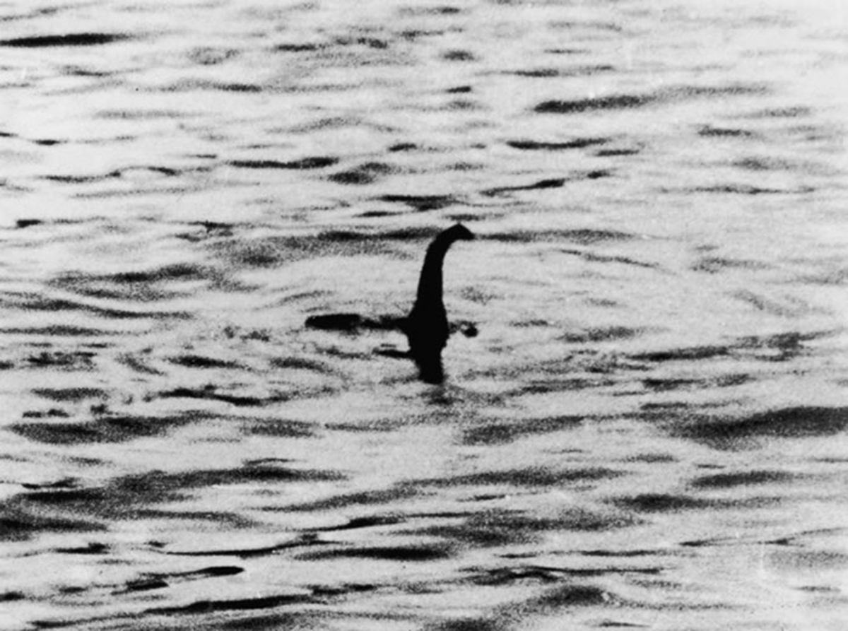 6月不寻常事频发！“尼斯湖水怪”新照片又来了，水中露2.4米身影|尼斯湖水怪|蛇颈龙|鳗鱼_新浪新闻