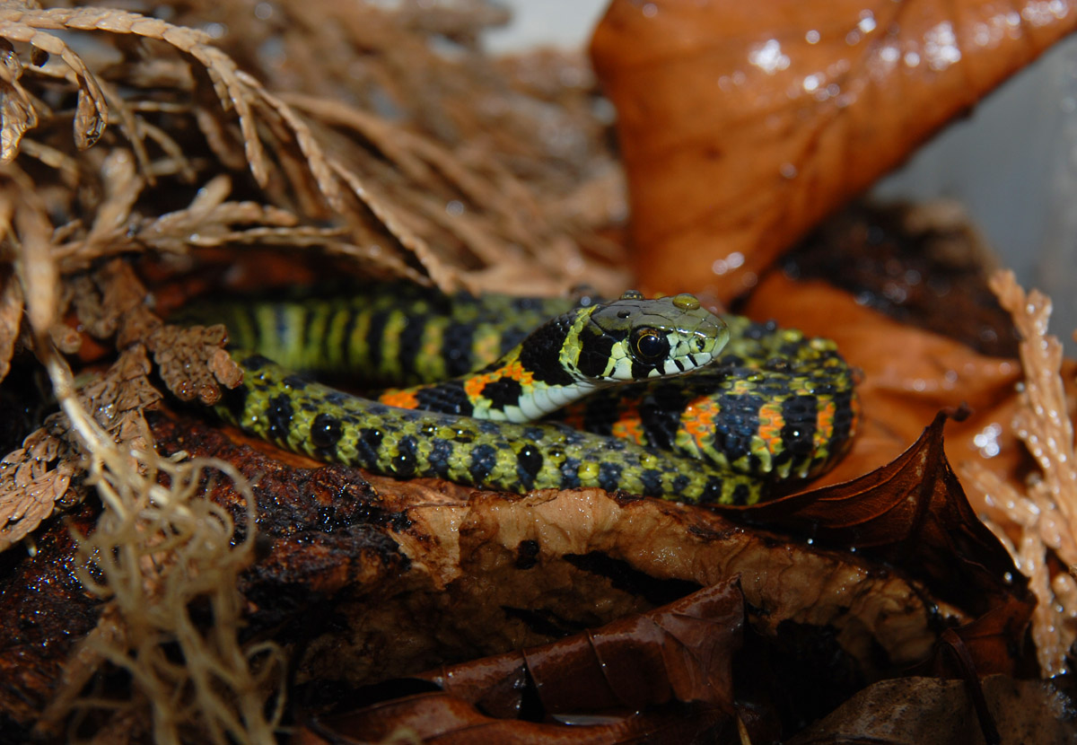 虎斑游蛇 Natrix tigrina - 物种库 - 国家动物标本资源库