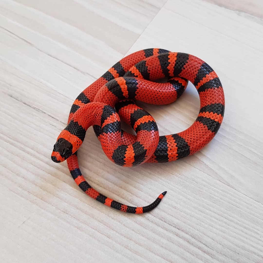 『爬宠』宠物蛇 观赏图集04 1