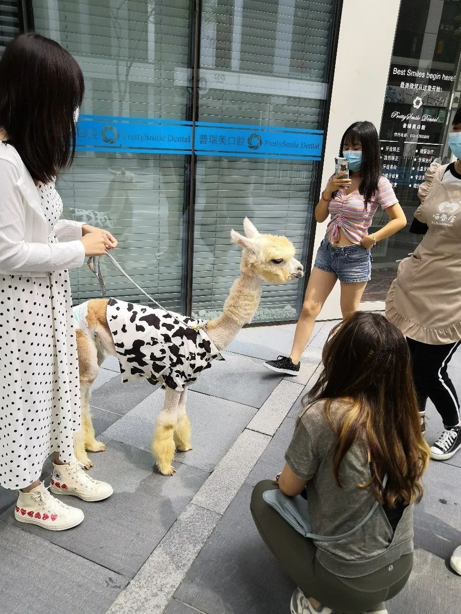 三里屯大街上遛羊驼的年轻人,羊驼来自"喵卷屋"宠物体验馆;摄影/李莹