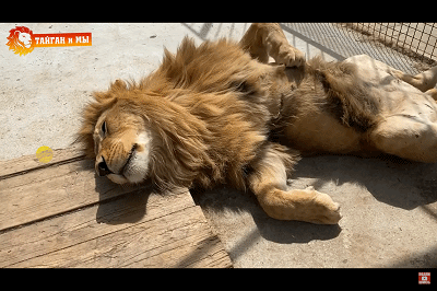 阿斯兰,阿斯大王卖萌撒娇