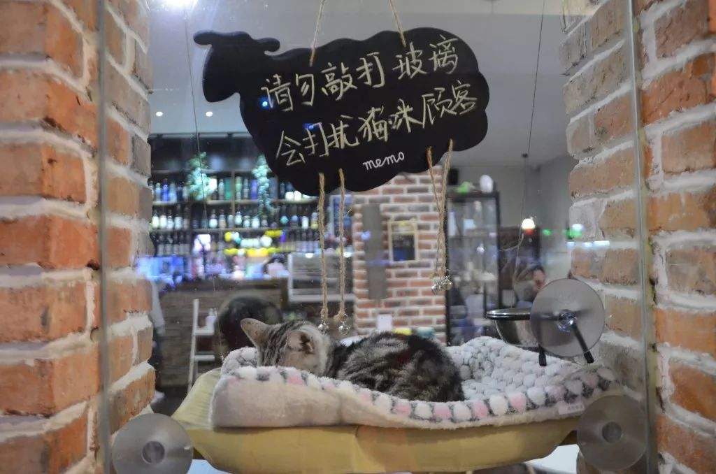 猫咖停业,猫咪被锁店内数月,疯狂开业的猫咖