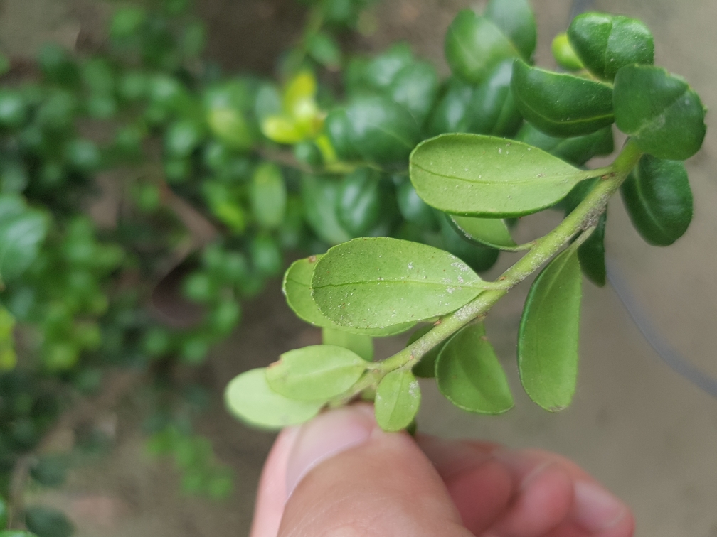 每天認識一種植物龜甲冬青