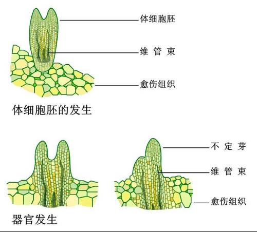 植物胚胎