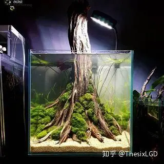 草缸怎么追加肥料 看完应该就会明白 哔哩哔哩