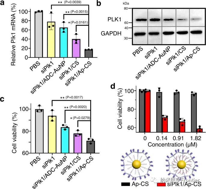 前沿生物FB7013临床试验申请获受理 全球首款靶向MASP-2靶点siRNA新药进入临床申请审批通道