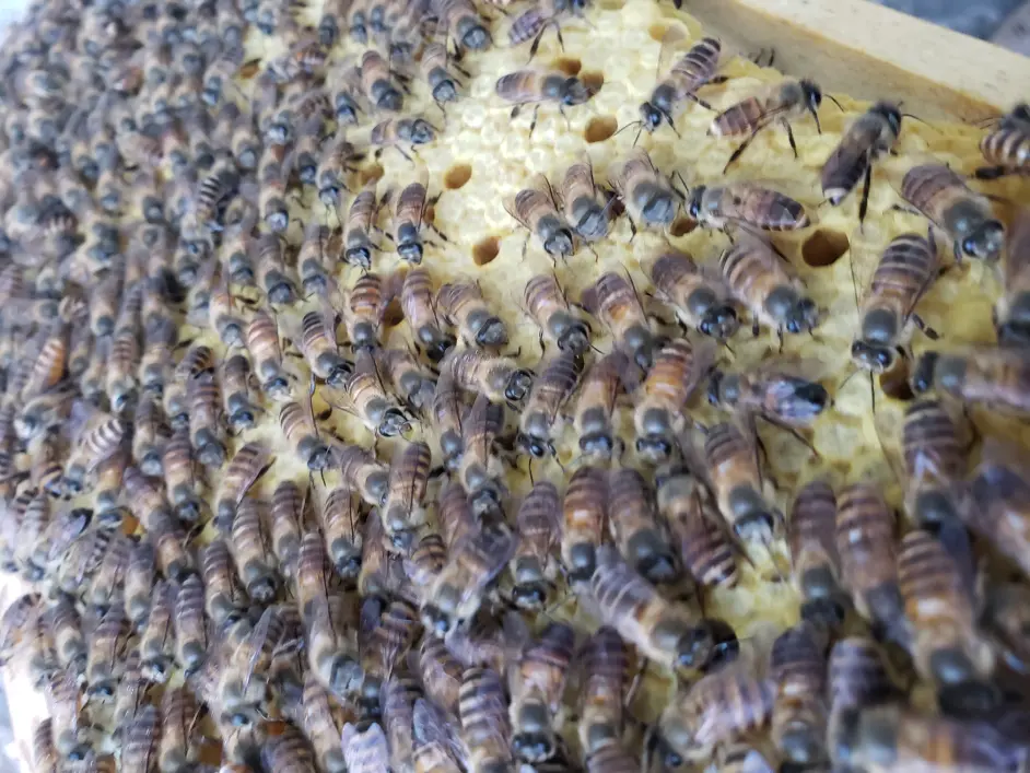 子脾是蜜蜂王国的未来 哔哩哔哩