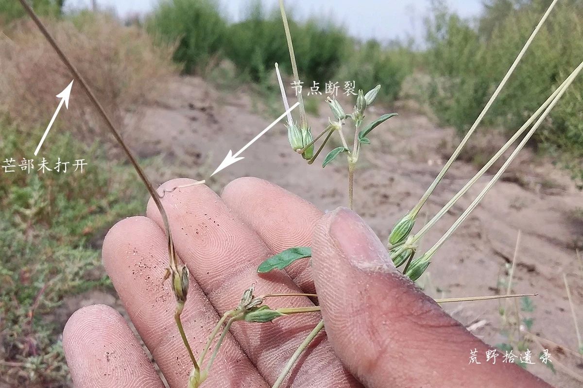 尖喙牻牛儿苗 erodium oxyrhinchum m.bieb. 的繁殖策略