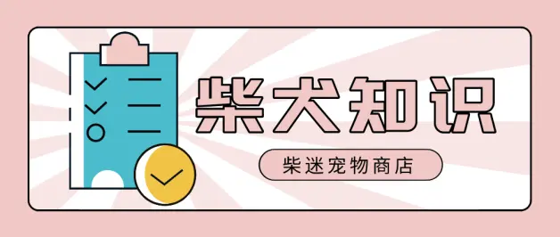 柴犬发烧怎么办 该怎么解决 哔哩哔哩