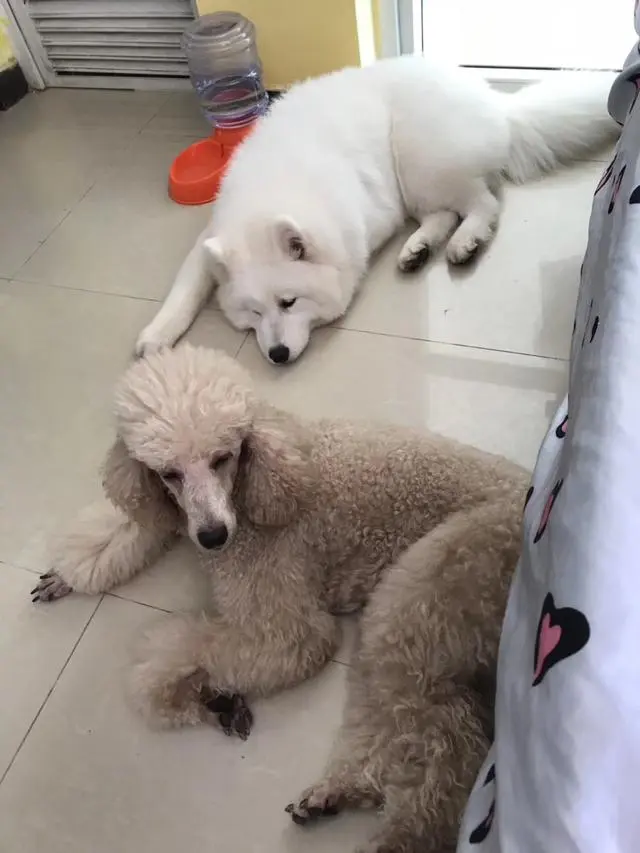 巨型贵宾犬和萨摩耶待领养 春闺梦里人 白衣胜雪 星眸耀眼 哔哩哔哩