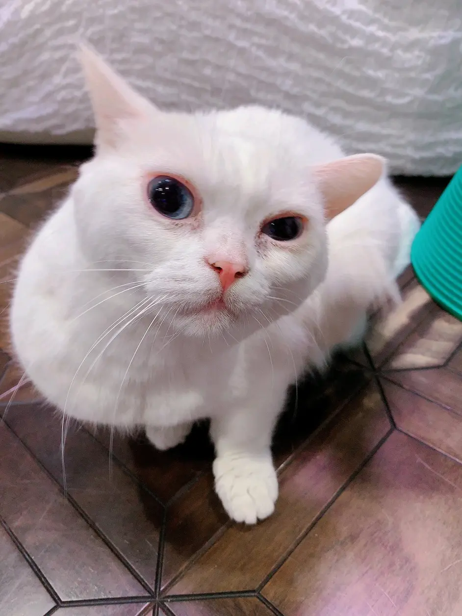 声优趣d Dd乐园出品 049 哔哩哔哩