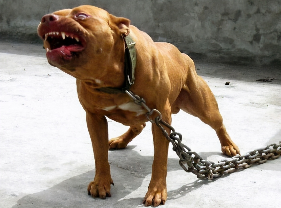 大型凶猛犬——藏獒（2） 藏獒的血统 - 知乎