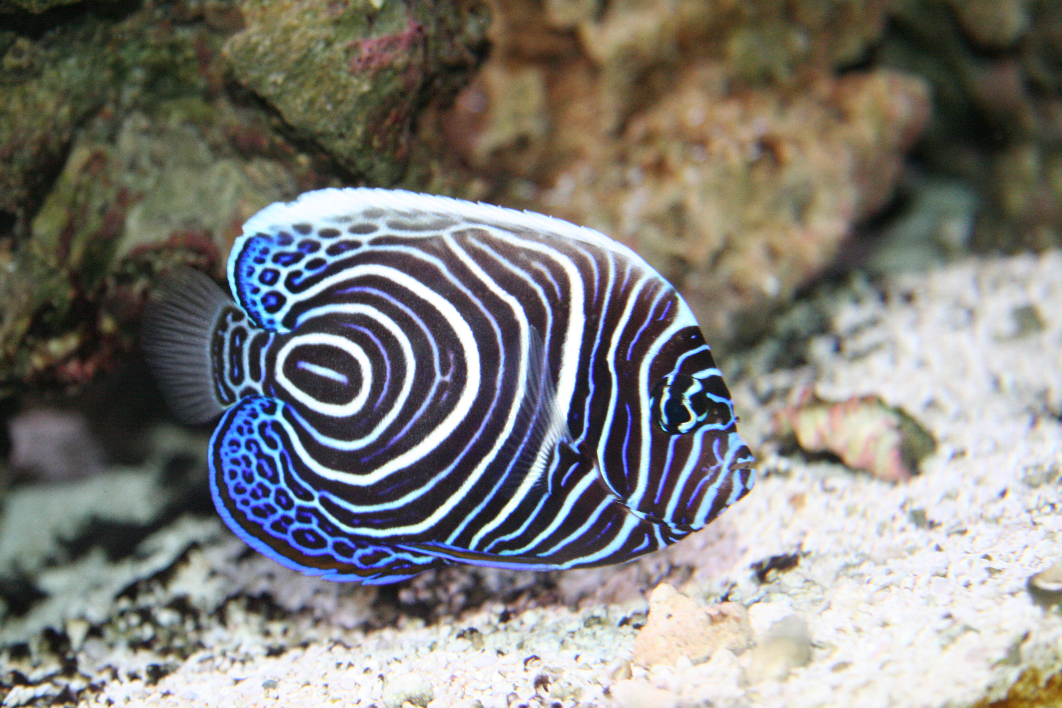 主刺盖鱼/pomacanthus imperator(emperor angelfish)
