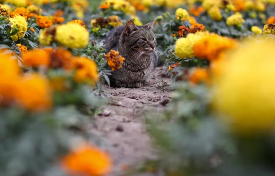 如何带着猫咪 自驾游 为猫咪做好这6个准备 结伴旅行并不难 哔哩哔哩