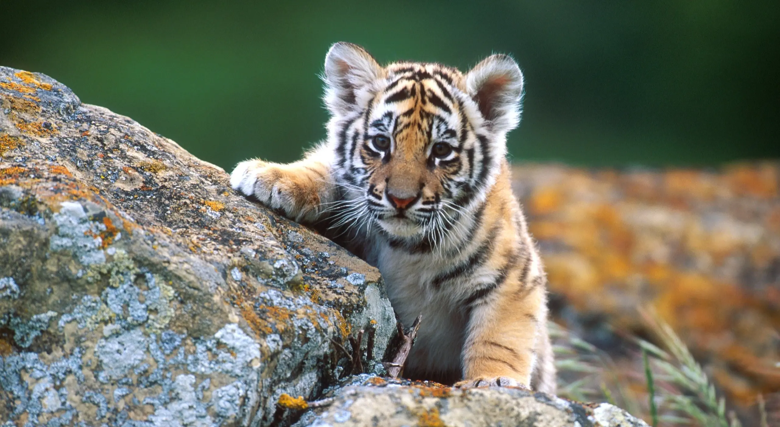 老虎摄影合集7,(淘宝素材) - 哔哩哔哩