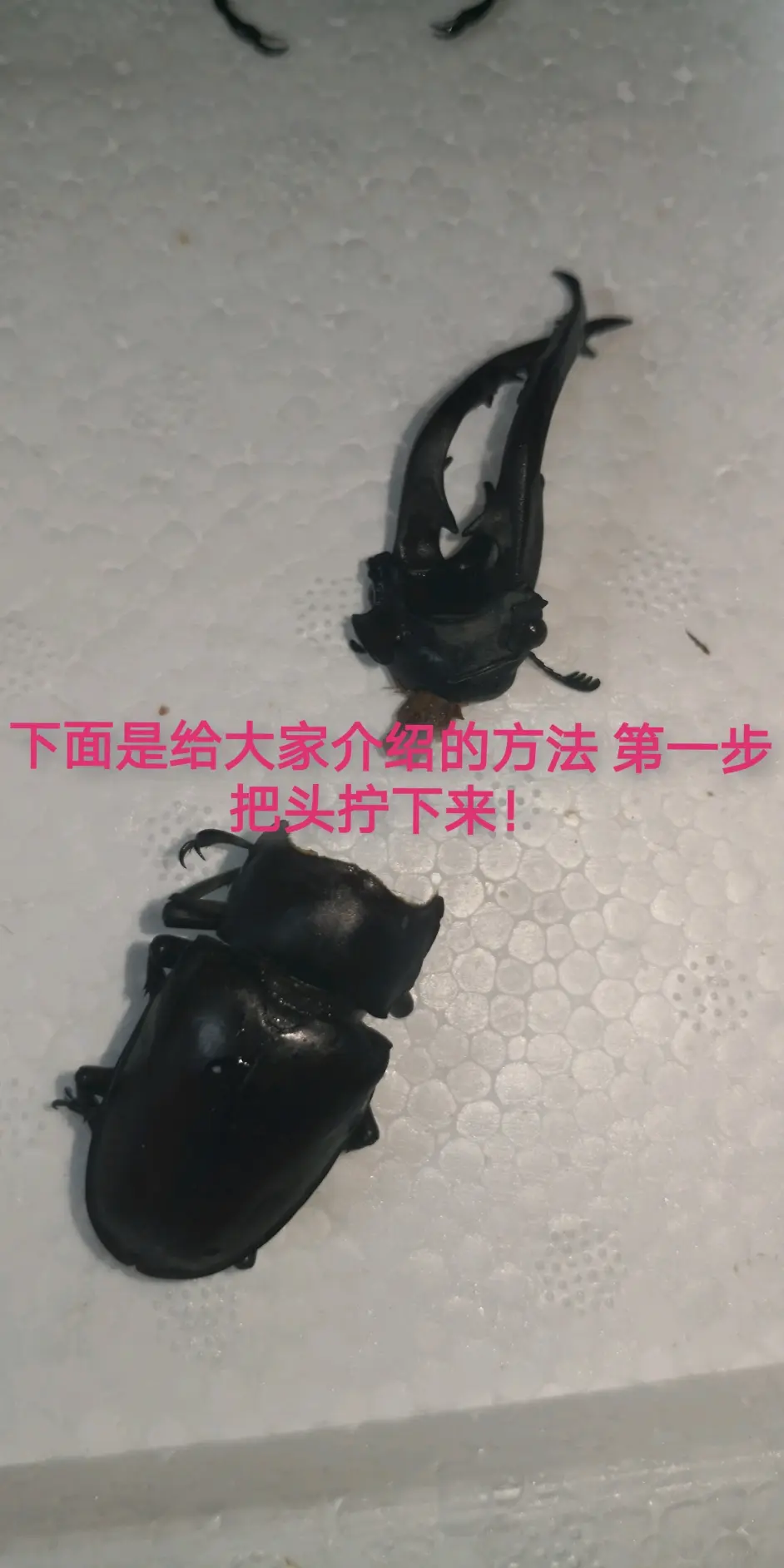 昆虫标本制作 酒精僵虫的处理 上 哔哩哔哩