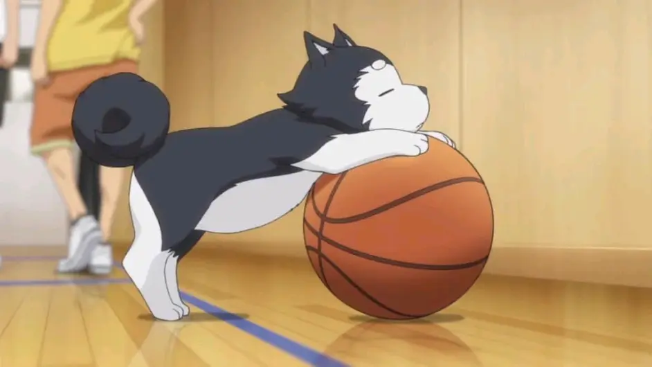 黑子的篮球黑子哲也 哲也二号图集 哔哩哔哩