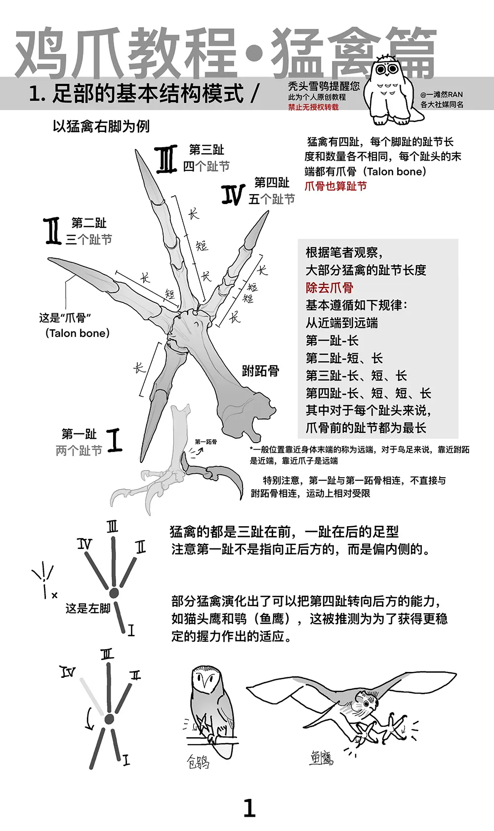 猛禽的爪子之鸡爪绘制