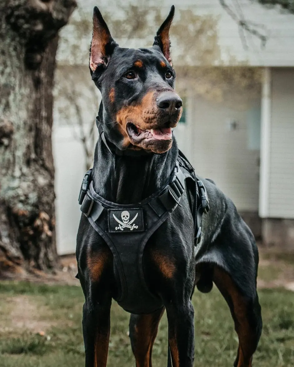 有一种犬 必须要经过人为的剪尾和断耳 你知道是什么品种吗 哔哩哔哩