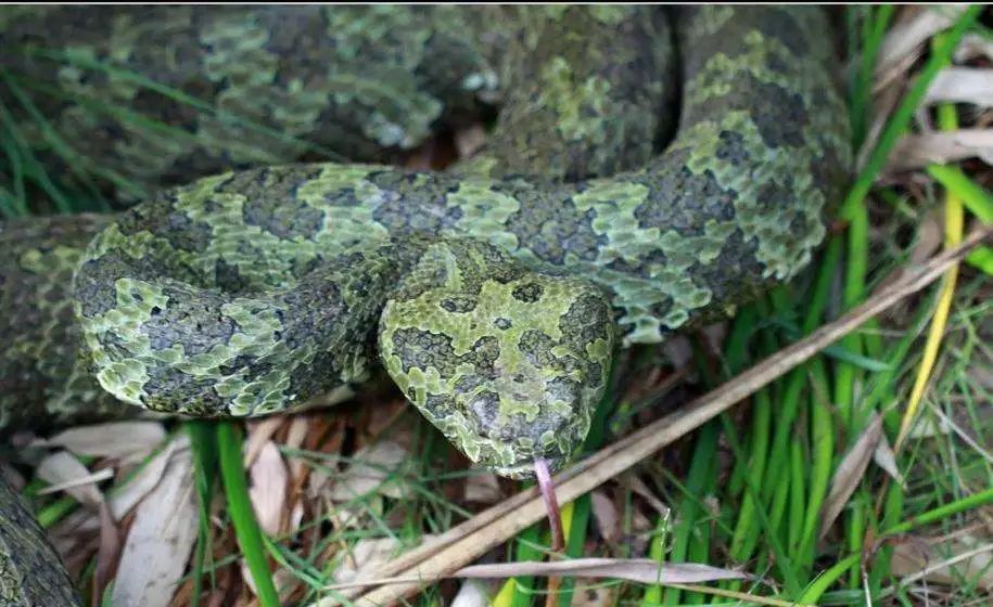 莽山烙鐵頭被新列為國家一級保護動物