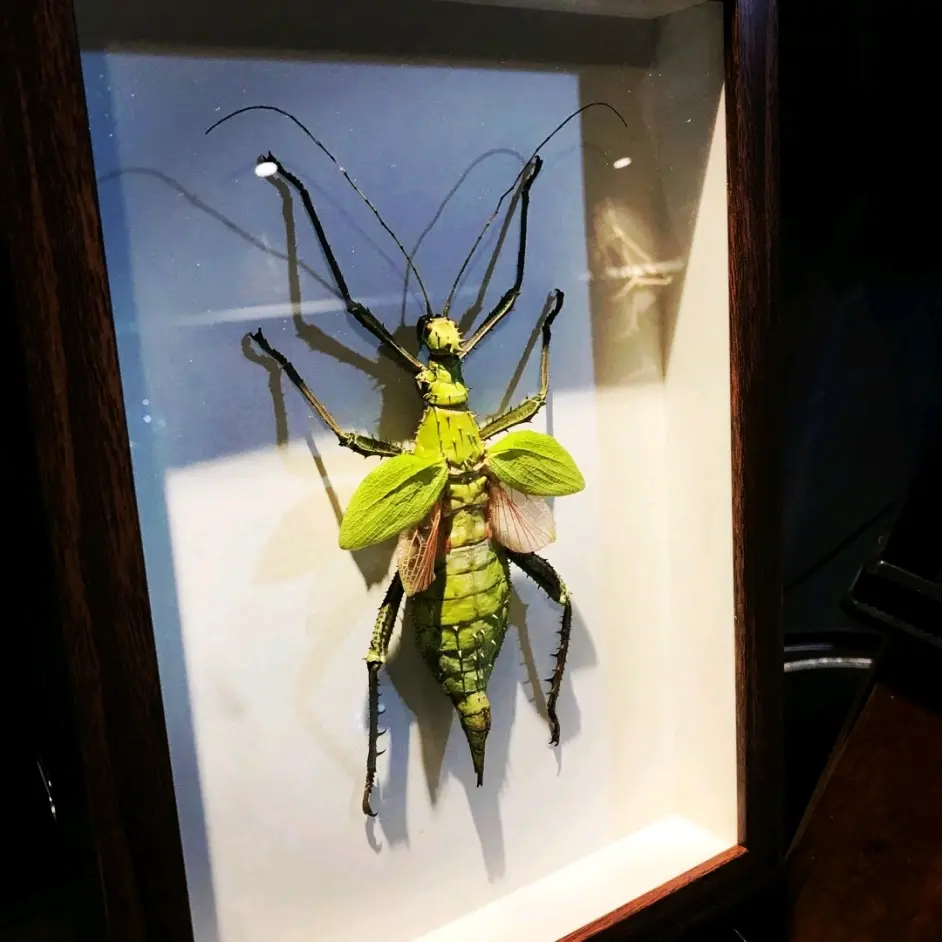 昆虫标本 竹节虫标本 蝴蝶标本 螳螂标本合集 哔哩哔哩