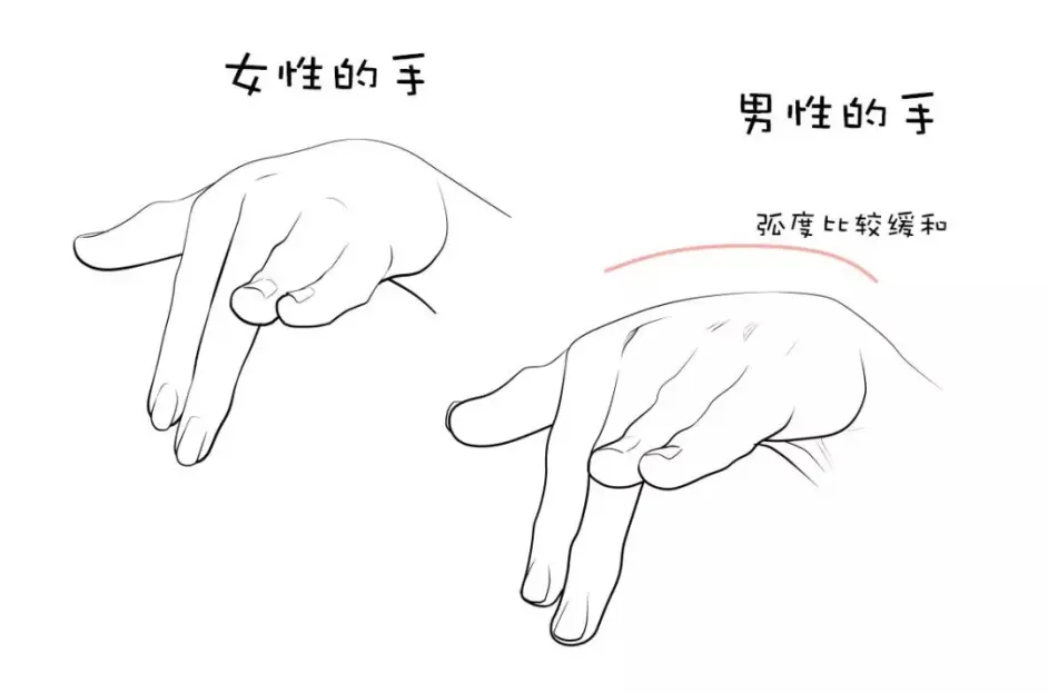 如何区分男性和女性的手 哔哩哔哩