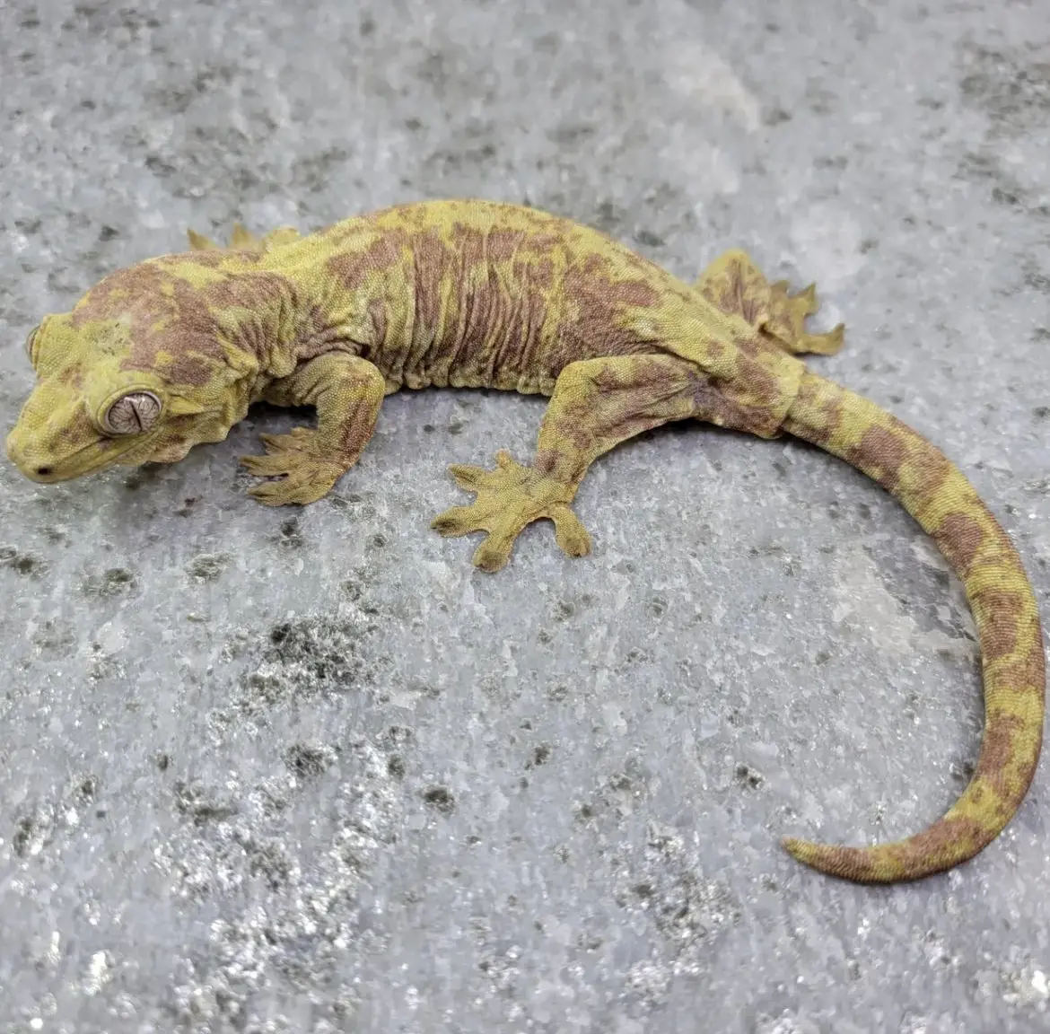 【树肤精灵】mniarogekko