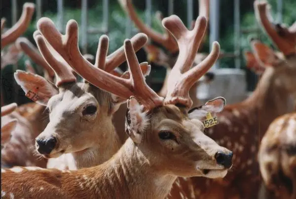 器官 角 角的种类有哪些 牛角和鹿角的区别是 美羊羊是男孩子么 哔哩哔哩
