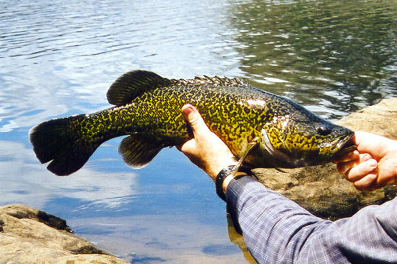 南半球的鲈鱼真鲈科物种总览